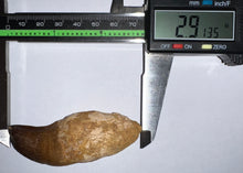 Load image into Gallery viewer, Large Thalassotitan Mosasaur Tooth just under 3 Inches! Dinosaur Era Marine Reptile! No Repair!