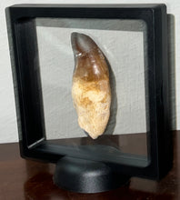 Load image into Gallery viewer, Large Thalassotitan Mosasaur Tooth just under 3 Inches! Dinosaur Era Marine Reptile! No Repair!