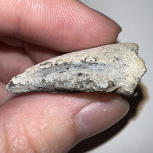 Load image into Gallery viewer, Super Rare Pachycephalosaurus Fossil Dinosaur Claw 1.41 Inches!