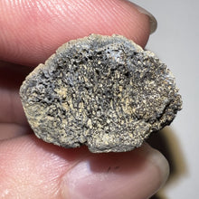 Load image into Gallery viewer, Super Rare Pachycephalosaurus Fossil Dinosaur Claw 1.41 Inches!