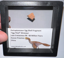 Load image into Gallery viewer, Framed Oviraptor type Dinosaur Eggshell Lot One Per Order .5 Inches