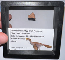 Load image into Gallery viewer, Framed Oviraptor type Dinosaur Eggshell Lot One Per Order .5 Inches