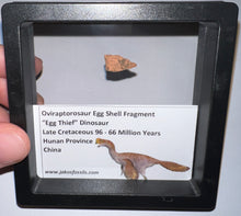 Load image into Gallery viewer, Framed Oviraptor type Dinosaur Eggshell Lot One Per Order .5 Inches