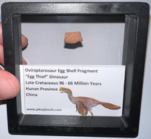 Load image into Gallery viewer, Framed Oviraptor type Dinosaur Eggshell Lot One Per Order .5 Inches