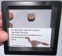 Load image into Gallery viewer, Framed Oviraptor type Dinosaur Eggshell Lot One Per Order .5 Inches