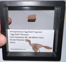 Load image into Gallery viewer, Framed Oviraptor type Dinosaur Eggshell Lot One Per Order .5 Inches