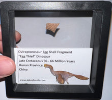 Load image into Gallery viewer, Framed Oviraptor type Dinosaur Eggshell Lot One Per Order .5 Inches