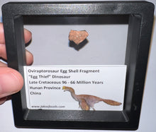 Load image into Gallery viewer, Framed Oviraptor type Dinosaur Eggshell Lot One Per Order .5 Inches