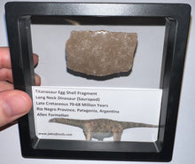 Load image into Gallery viewer, Framed Huge Titanosaur Giant Long Neck Dinosaur Eggshell Lot One Per Order 1.5 to 2 Inches