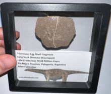 Load image into Gallery viewer, Framed Huge Titanosaur Giant Long Neck Dinosaur Eggshell Lot One Per Order 1.5 to 2 Inches
