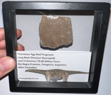 Load image into Gallery viewer, Framed Huge Titanosaur Giant Long Neck Dinosaur Eggshell Lot One Per Order 1.5 to 2 Inches