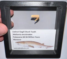 Load image into Gallery viewer, Framed Fossil Extinct Sixgill Shark Teeth with info card Weltonia One Per Order