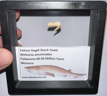 Load image into Gallery viewer, Framed Fossil Extinct Sixgill Shark Teeth with info card Weltonia One Per Order