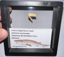 Load image into Gallery viewer, Framed Fossil Extinct Sixgill Shark Teeth with info card Weltonia One Per Order
