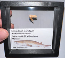 Load image into Gallery viewer, Framed Fossil Extinct Sixgill Shark Teeth with info card Weltonia One Per Order