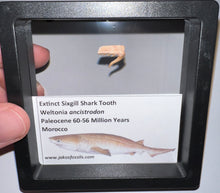 Load image into Gallery viewer, Framed Fossil Extinct Sixgill Shark Teeth with info card Weltonia One Per Order