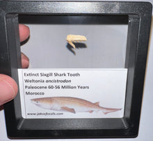 Load image into Gallery viewer, Framed Fossil Extinct Sixgill Shark Teeth with info card Weltonia One Per Order