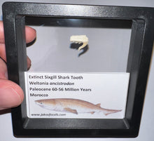 Load image into Gallery viewer, Framed Fossil Extinct Sixgill Shark Teeth with info card Weltonia One Per Order