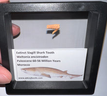Load image into Gallery viewer, Framed Fossil Extinct Sixgill Shark Teeth with info card Weltonia One Per Order