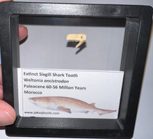 Load image into Gallery viewer, Framed Fossil Extinct Sixgill Shark Teeth with info card Weltonia One Per Order