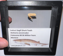 Load image into Gallery viewer, Framed Fossil Extinct Sixgill Shark Teeth with info card Weltonia One Per Order
