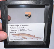Load image into Gallery viewer, Framed Fossil Extinct Sixgill Shark Teeth with info card Weltonia One Per Order