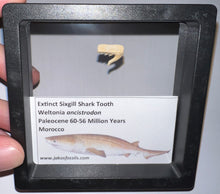 Load image into Gallery viewer, Framed Fossil Extinct Sixgill Shark Teeth with info card Weltonia One Per Order