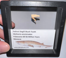 Load image into Gallery viewer, Framed Fossil Extinct Sixgill Shark Teeth with info card Weltonia One Per Order