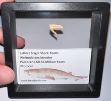 Load image into Gallery viewer, Framed Fossil Extinct Sixgill Shark Teeth with info card Weltonia One Per Order
