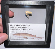 Load image into Gallery viewer, Framed Fossil Extinct Sixgill Shark Teeth with info card Weltonia One Per Order