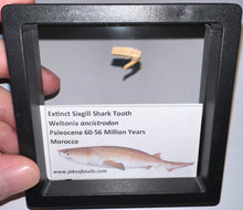 Load image into Gallery viewer, Framed Fossil Extinct Sixgill Shark Teeth with info card Weltonia One Per Order