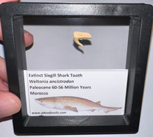 Load image into Gallery viewer, Framed Fossil Extinct Sixgill Shark Teeth with info card Weltonia One Per Order