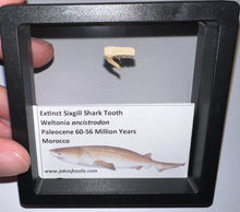 Load image into Gallery viewer, Framed Fossil Extinct Sixgill Shark Teeth with info card Weltonia One Per Order