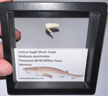 Load image into Gallery viewer, Framed Fossil Extinct Sixgill Shark Teeth with info card Weltonia One Per Order