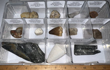 Load image into Gallery viewer, Large Beginner Collection of 12 labeled Fossils in a clear case. Includes Partial Megalodon Tooth, Trilobite, Mosasaur Tooth and more!