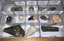 Load image into Gallery viewer, Large Beginner Collection of 12 labeled Fossils in a clear case. Includes Partial Megalodon Tooth, Trilobite, Mosasaur Tooth and more!