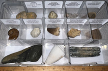 Load image into Gallery viewer, Large Beginner Collection of 12 labeled Fossils in a clear case. Includes Partial Megalodon Tooth, Trilobite, Mosasaur Tooth and more!