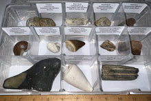 Load image into Gallery viewer, Large Beginner Collection of 12 labeled Fossils in a clear case. Includes Partial Megalodon Tooth, Trilobite, Mosasaur Tooth and more!