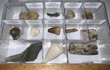 Load image into Gallery viewer, Large Beginner Collection of 12 labeled Fossils in a clear case. Includes Partial Megalodon Tooth, Trilobite, Mosasaur Tooth and more!