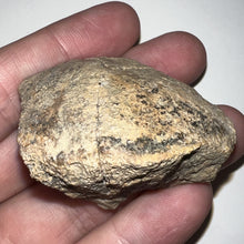 Load image into Gallery viewer, Pachycephalosaurus Fossil Dome Piece 1.93 Inches