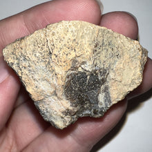 Load image into Gallery viewer, Pachycephalosaurus Fossil Dome Piece 1.93 Inches