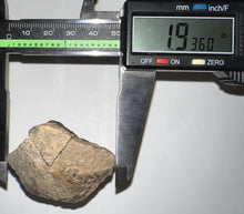 Load image into Gallery viewer, Pachycephalosaurus Fossil Dome Piece 1.93 Inches