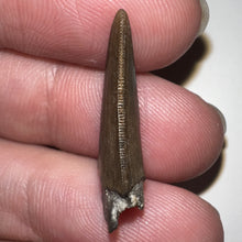 Load image into Gallery viewer, Nanotyrannus Fossil Tooth .94 Inches with No Repair
