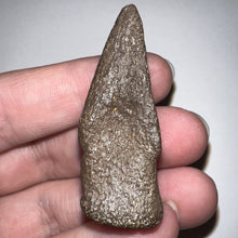 Load image into Gallery viewer, Rare Struthiomimus Fossil Claw from the Hell Creek 2.06 Inches! No Repair