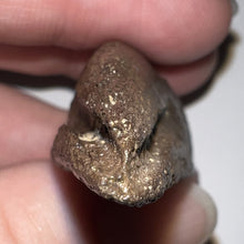 Load image into Gallery viewer, Rare Struthiomimus Fossil Claw from the Hell Creek 2.06 Inches! No Repair