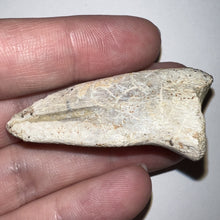 Load image into Gallery viewer, Rare Struthiomimus Fossil Claw from the Hell Creek 2.05 Inches! No Repair