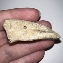 Load image into Gallery viewer, Rare Struthiomimus Fossil Claw from the Hell Creek 2.05 Inches! No Repair