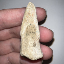Load image into Gallery viewer, Rare Struthiomimus Fossil Claw from the Hell Creek 2.05 Inches! No Repair