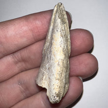Load image into Gallery viewer, Rare Struthiomimus Fossil Claw from the Hell Creek 2.05 Inches! No Repair