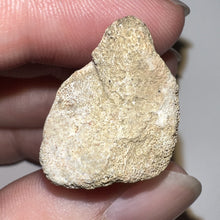 Load image into Gallery viewer, Rare Struthiomimus Fossil Claw from the Hell Creek 2.05 Inches! No Repair